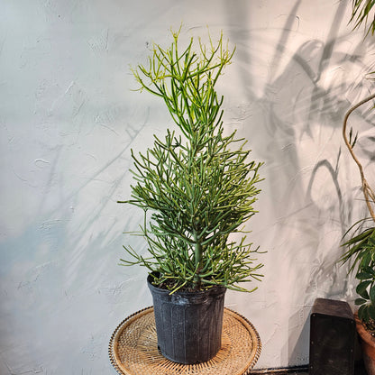 Pencil Cactus, Spurge (Euphorbia tirucalli) in a 12 inch pot. Indoor plant for sale by Promise Supply for delivery and pickup in Toronto