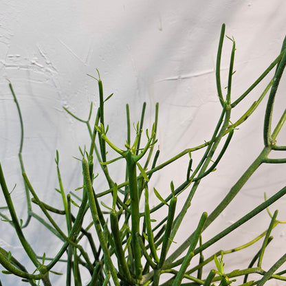 Pencil Cactus (Euphorbia tirucalli) in a 8 inch pot. Indoor plant for sale by Promise Supply for delivery and pickup in Toronto