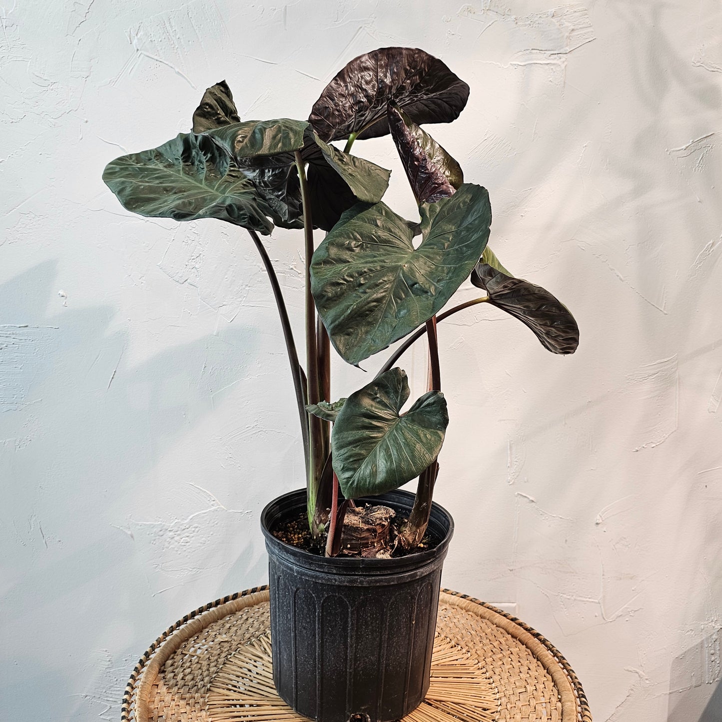 Elephant Ear, Taro (Alocasia odora) in a 10 inch pot. Indoor plant for sale by Promise Supply for delivery and pickup in Toronto
