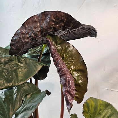 Serendipity Elephant Ear (Alocasia ssp) in a 10 inch pot. Indoor plant for sale by Promise Supply for delivery and pickup in Toronto