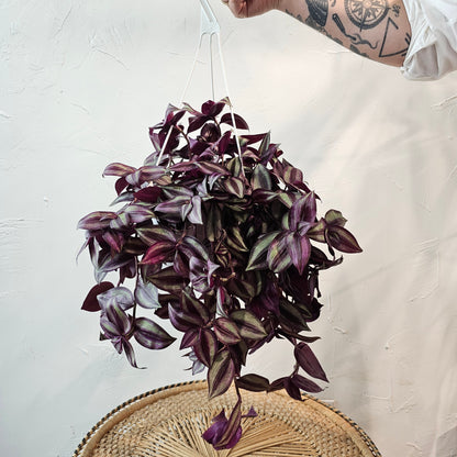 Red Gem Wandering Dude (Tradescantia zebrina) in a 8 inch pot. Indoor plant for sale by Promise Supply for delivery and pickup in Toronto