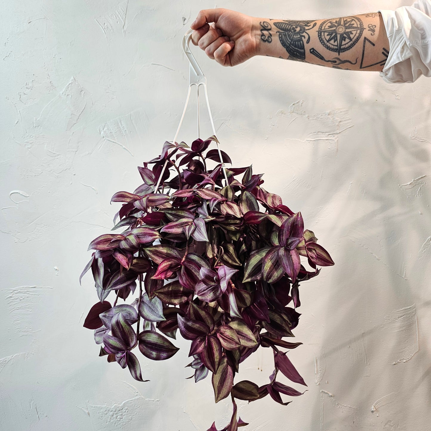 hanging dude plant Red Gem Wandering Dude: Tradescantia Zebrina - 8" Pot