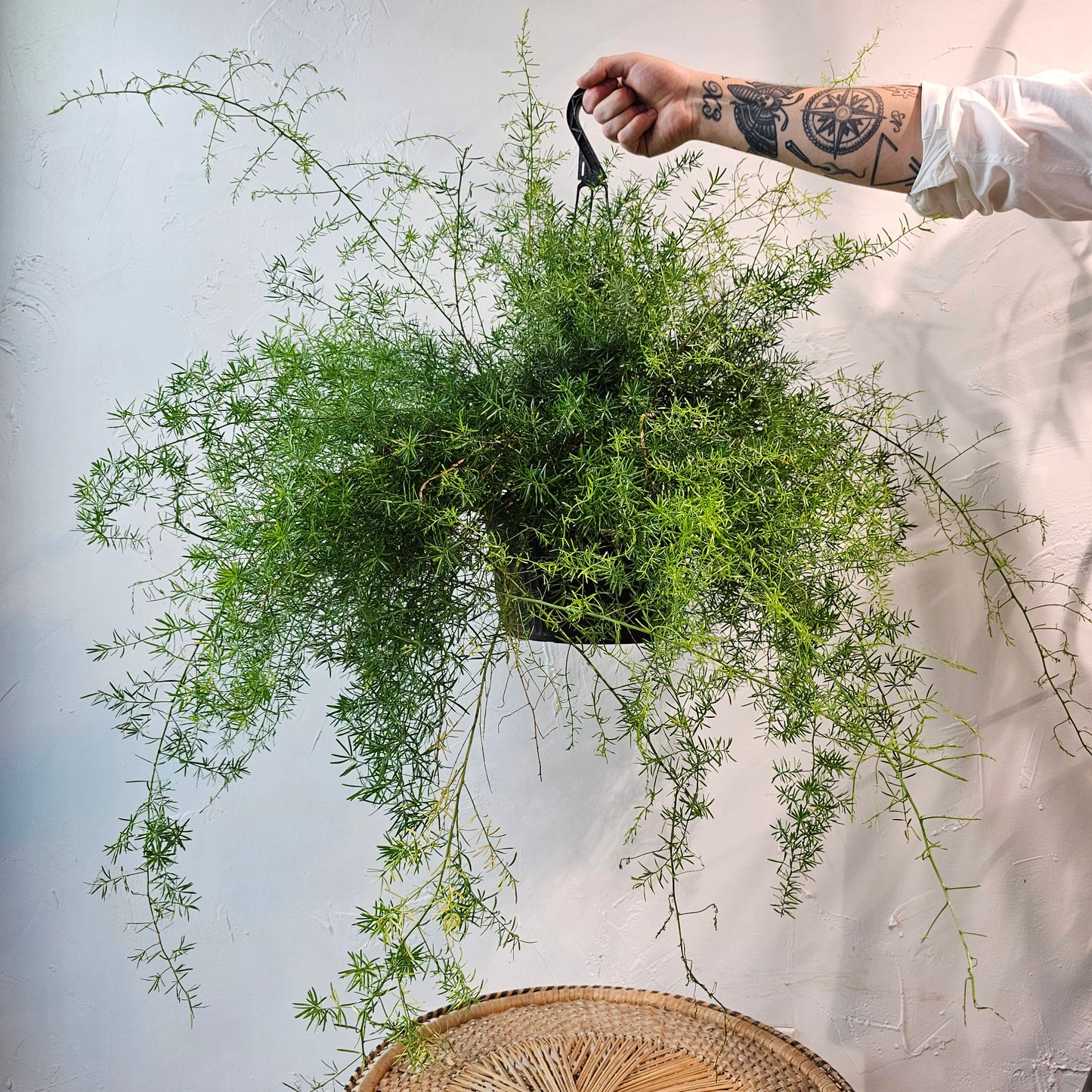 Sprenger Asparagus Fern (Asparagus densiflorus) in a 8 inch pot. Indoor plant for sale by Promise Supply for delivery and pickup in Toronto