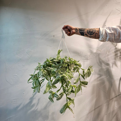 Wandering Dude, Wandering Jew (Tradescantia) in a 8 inch pot. Indoor plant for sale by Promise Supply for delivery and pickup in Toronto