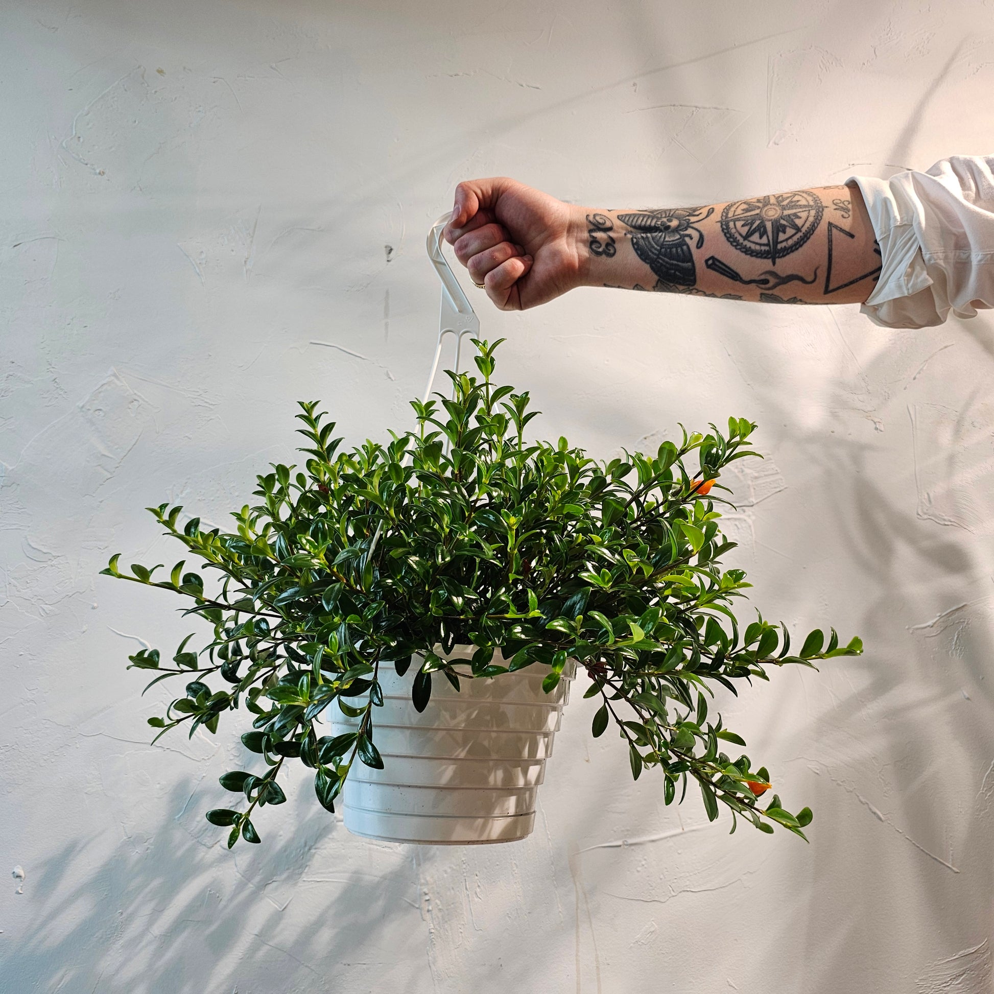 hanging goldfish plant Goldfish Plant: Nematanthus - 8" Pot