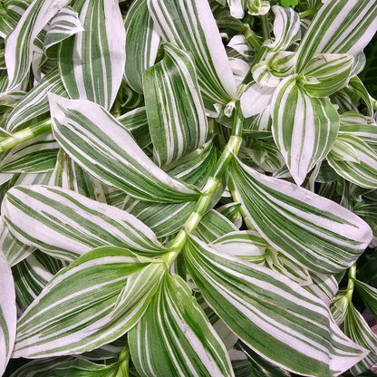 White Wandering Dude (Tradescantia) in a 8 inch pot. Indoor plant for sale by Promise Supply for delivery and pickup in Toronto