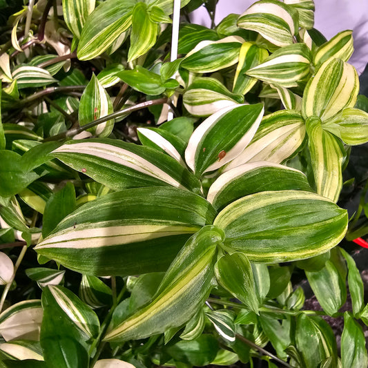Yellow Wandering Dude (Tradescantia fluminensis 'aureovariegata') in a 8 inch pot. Indoor plant for sale by Promise Supply for delivery and pickup in Toronto