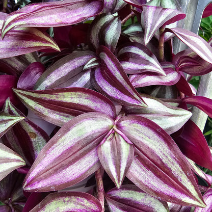 Red Gem Wandering Dude (Tradescantia zebrina) in a 8 inch pot. Indoor plant for sale by Promise Supply for delivery and pickup in Toronto