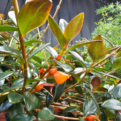 Black and Gold Goldfish Plant (Nematanthus gregarious) in a 8 inch pot. Indoor plant for sale by Promise Supply for delivery and pickup in Toronto