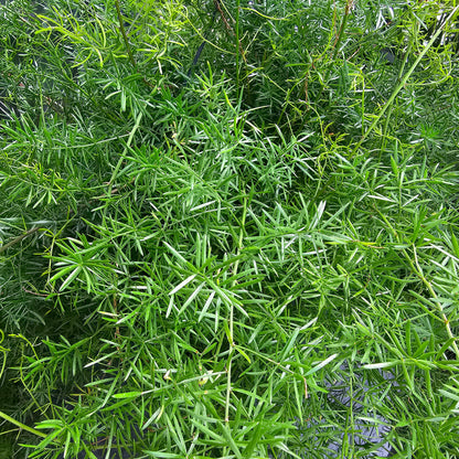 Sprenger Asparagus Fern (Asparagus densiflorus) in a 8 inch pot. Indoor plant for sale by Promise Supply for delivery and pickup in Toronto