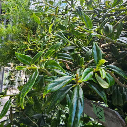 Lipstick Vine (Aeschynanthus radicans 'Tangerine') in a 8 inch pot. Indoor plant for sale by Promise Supply for delivery and pickup in Toronto