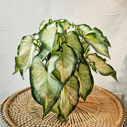 White Wonder Caladium (Caladium 'White Wonder) in a 6 inch pot. Indoor plant for sale by Promise Supply for delivery and pickup in Toronto