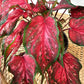Scarlet Flame Caladium (Caladium 'Scarlet Flame) in a 6 inch pot. Indoor plant for sale by Promise Supply for delivery and pickup in Toronto