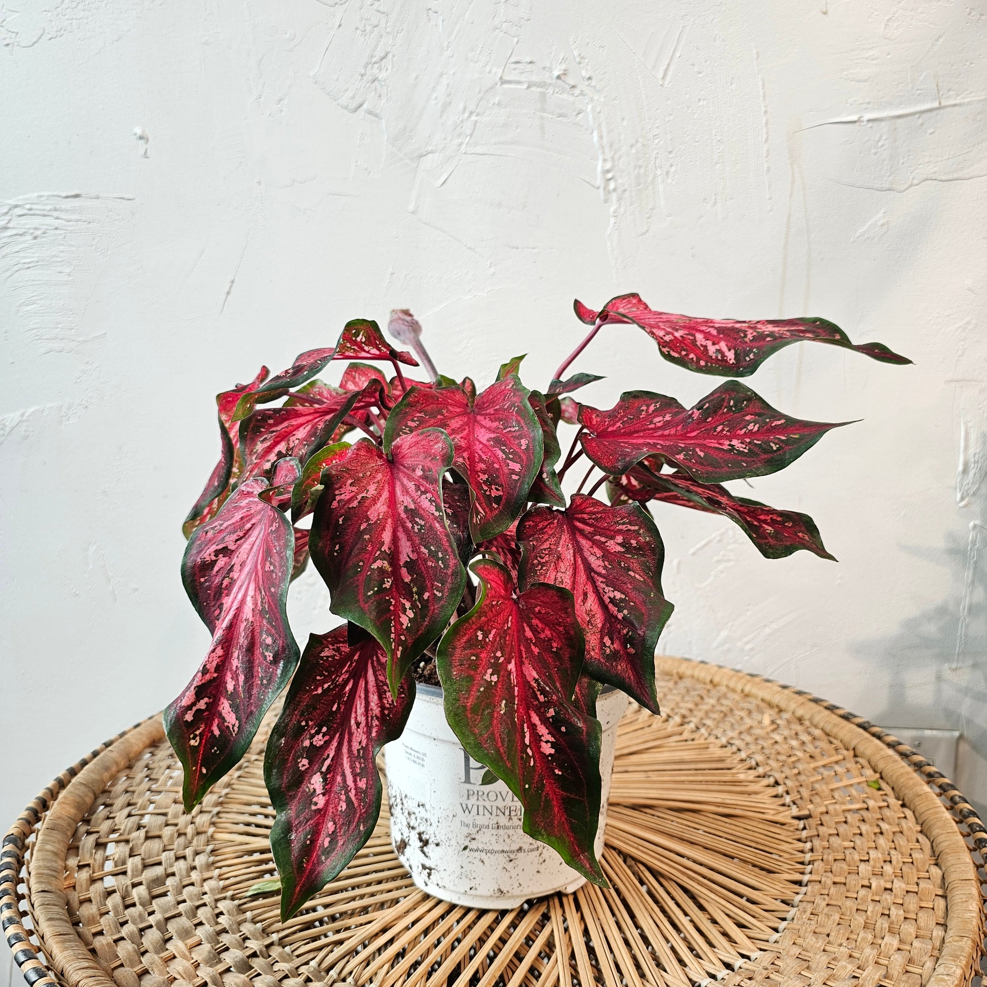 Scarlet Flame Caladium (Caladium 'Scarlet Flame) in a 6 inch pot. Indoor plant for sale by Promise Supply for delivery and pickup in Toronto