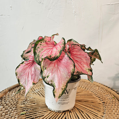 Va Va Violet Caladium (Caladium 'Va Va Violet) in a 6 inch pot. Indoor plant for sale by Promise Supply for delivery and pickup in Toronto