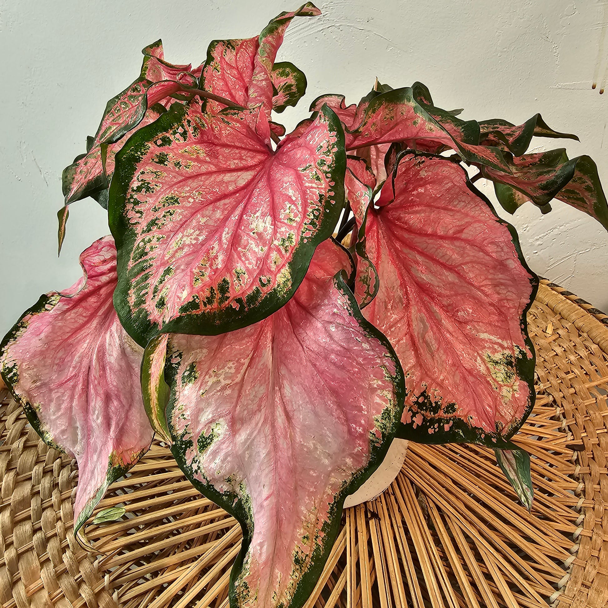 Va Va Violet Caladium (Caladium 'Va Va Violet) in a 6 inch pot. Indoor plant for sale by Promise Supply for delivery and pickup in Toronto