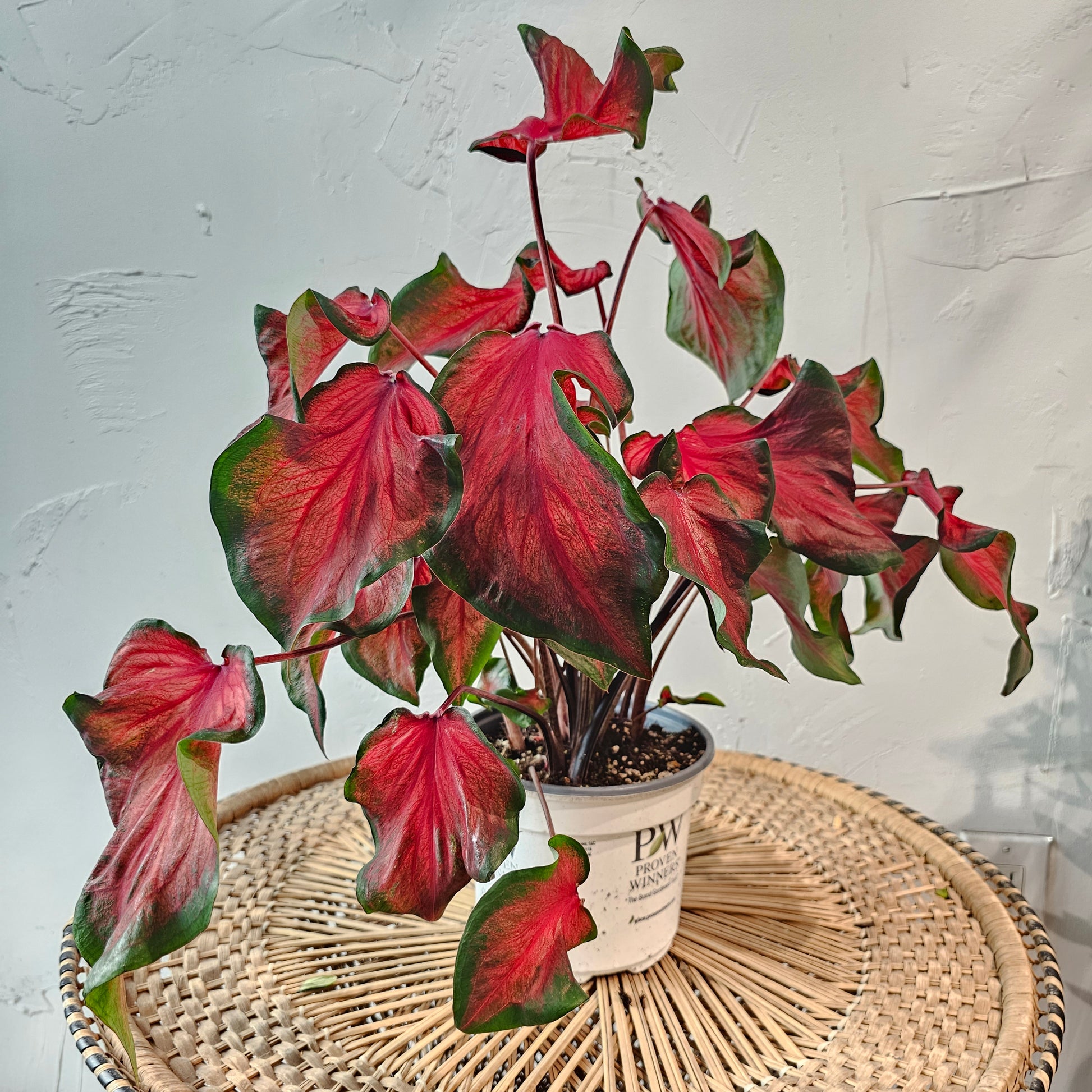 Hot 2 Trot Caladium (Caladium 'Hot 2 Trot) in a 2 inch pot. Indoor plant for sale by Promise Supply for delivery and pickup in Toronto
