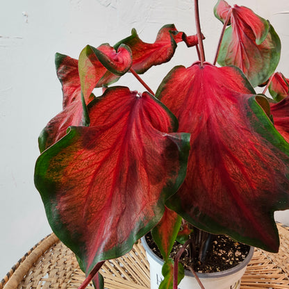 Hot 2 Trot Caladium (Caladium 'Hot 2 Trot) in a 2 inch pot. Indoor plant for sale by Promise Supply for delivery and pickup in Toronto