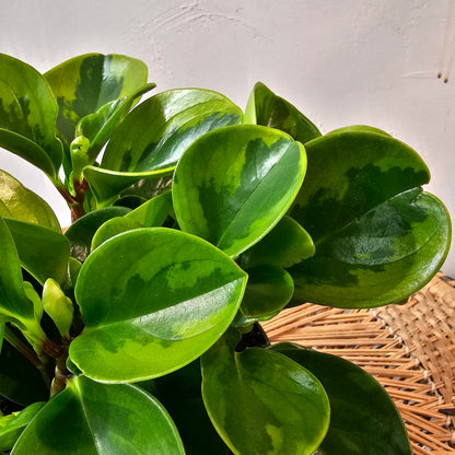 Green Variegated Baby Rubber Plant (Peperomia obtusifolia) in a 6 inch pot. Indoor plant for sale by Promise Supply for delivery and pickup in Toronto