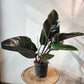 Congo Rojo (Philodendron) in a 10 inch pot. Indoor plant for sale by Promise Supply for delivery and pickup in Toronto