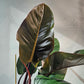 Congo Rojo (Philodendron) in a 10 inch pot. Indoor plant for sale by Promise Supply for delivery and pickup in Toronto