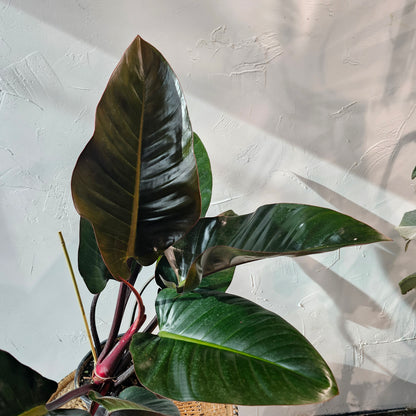 Congo Rojo (Philodendron) in a 10 inch pot. Indoor plant for sale by Promise Supply for delivery and pickup in Toronto