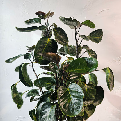 Aralia Balfour (Polyscias scutellaria 'Fabian') in a 10 inch pot. Indoor plant for sale by Promise Supply for delivery and pickup in Toronto