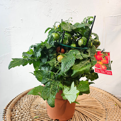 Cherry Tomato: Solanum lycopersicum - 6 inch pot