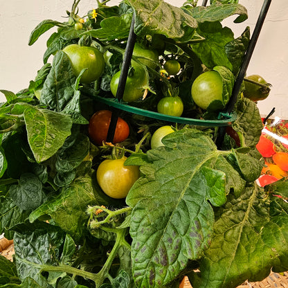 Cherry Tomato: Solanum lycopersicum - 6 inch pot