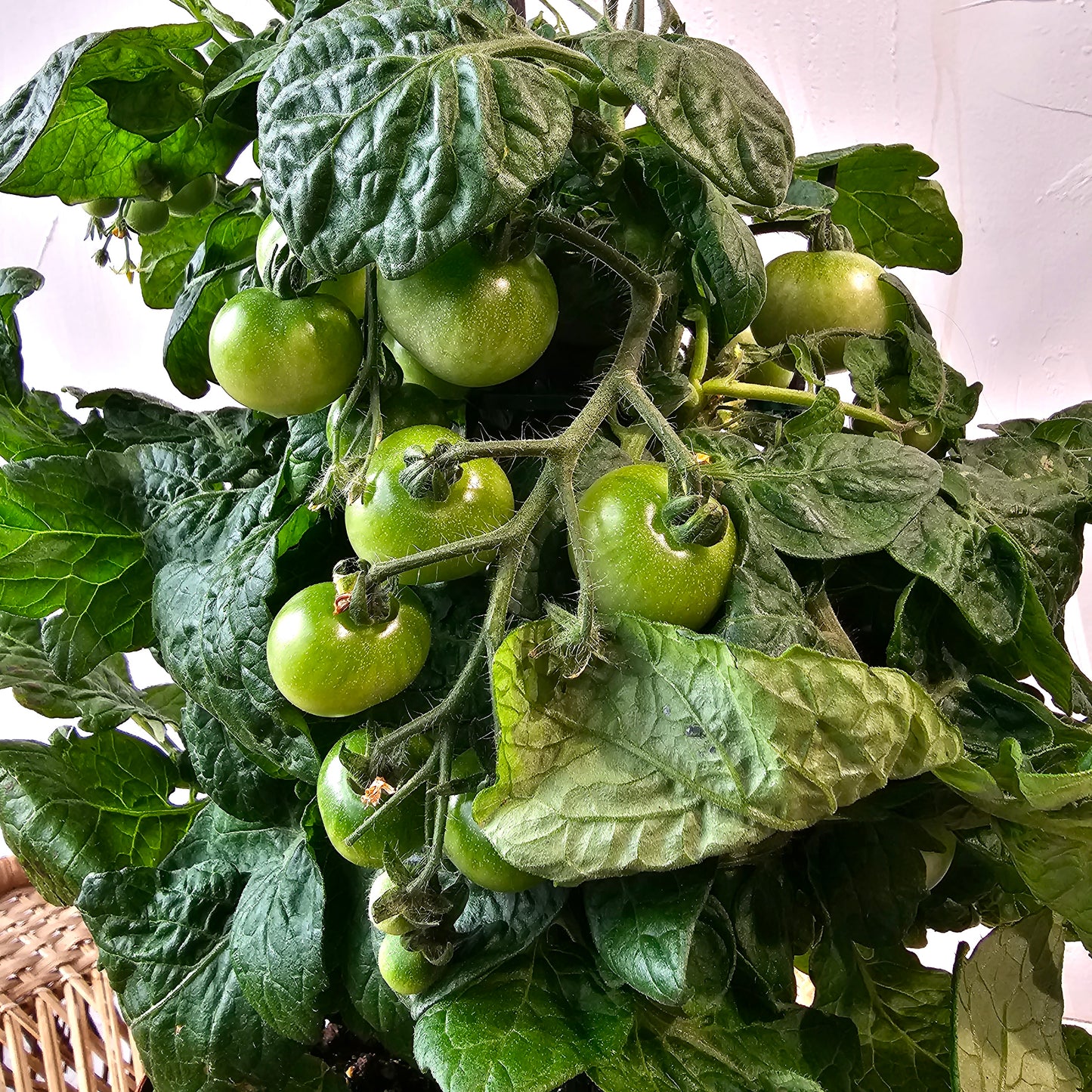 Cherry Tomato: Solanum lycopersicum - 6 inch pot