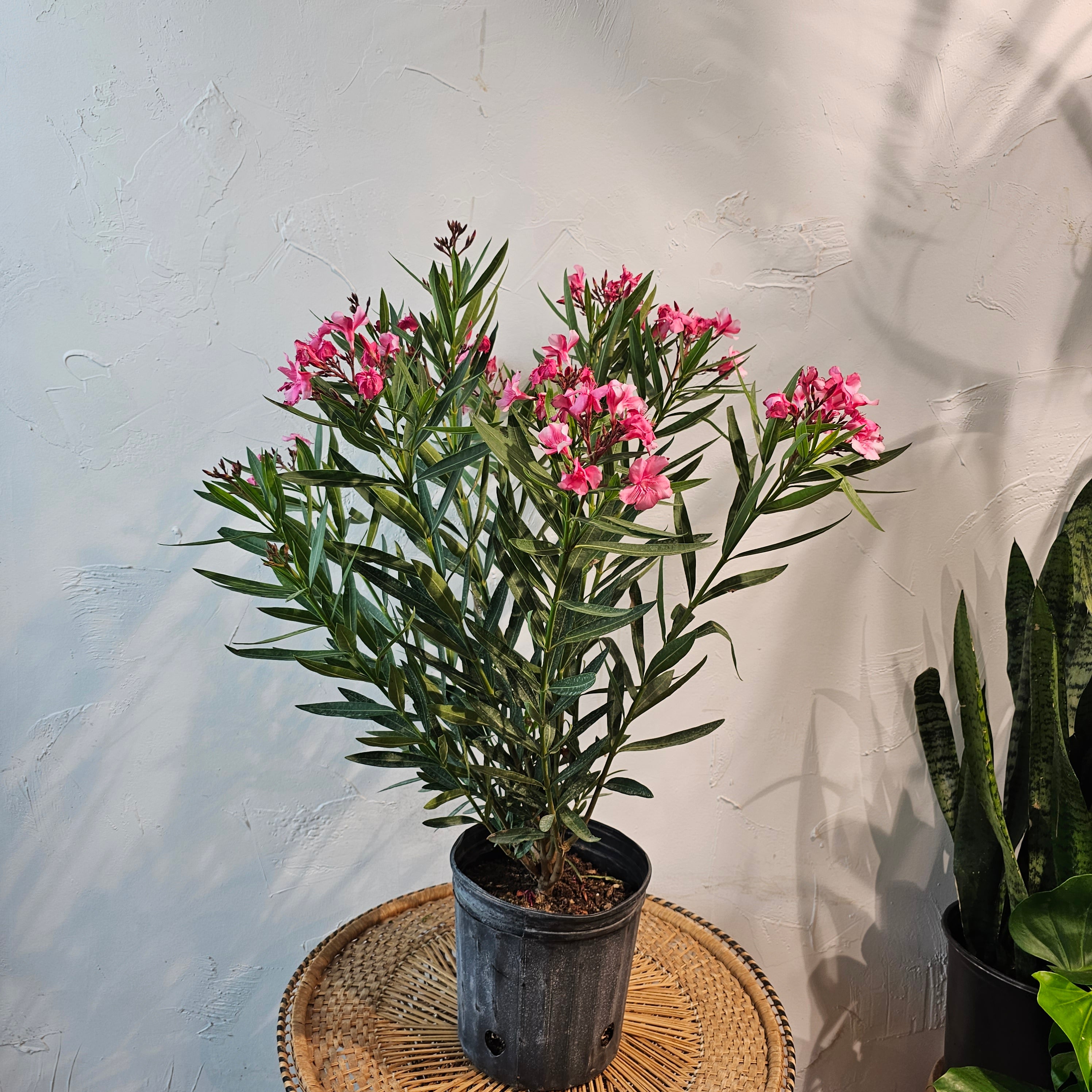 Potted Oleander Bush: Nerium oleander - 10 inch pot - – Promise Supply