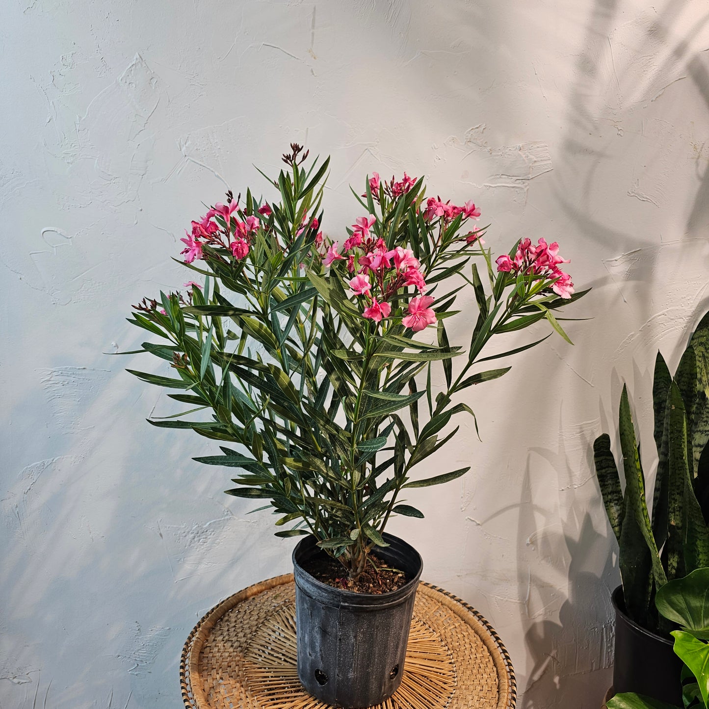 Potted Oleander Bush (Nerium oleander) in a 10 inch pot. Indoor plant for sale by Promise Supply for delivery and pickup in Toronto