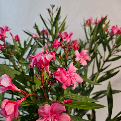 Potted Oleander Bush (Nerium oleander) in a 10 inch pot. Indoor plant for sale by Promise Supply for delivery and pickup in Toronto