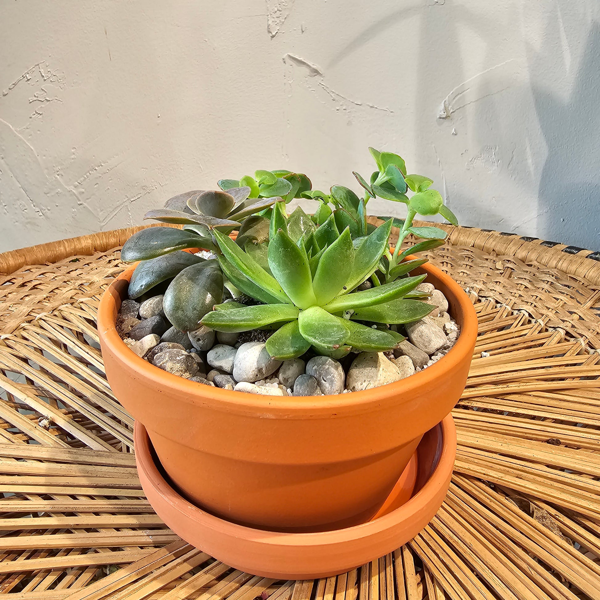 terracotta pot succulents Succulent Garden - 5" Pot
