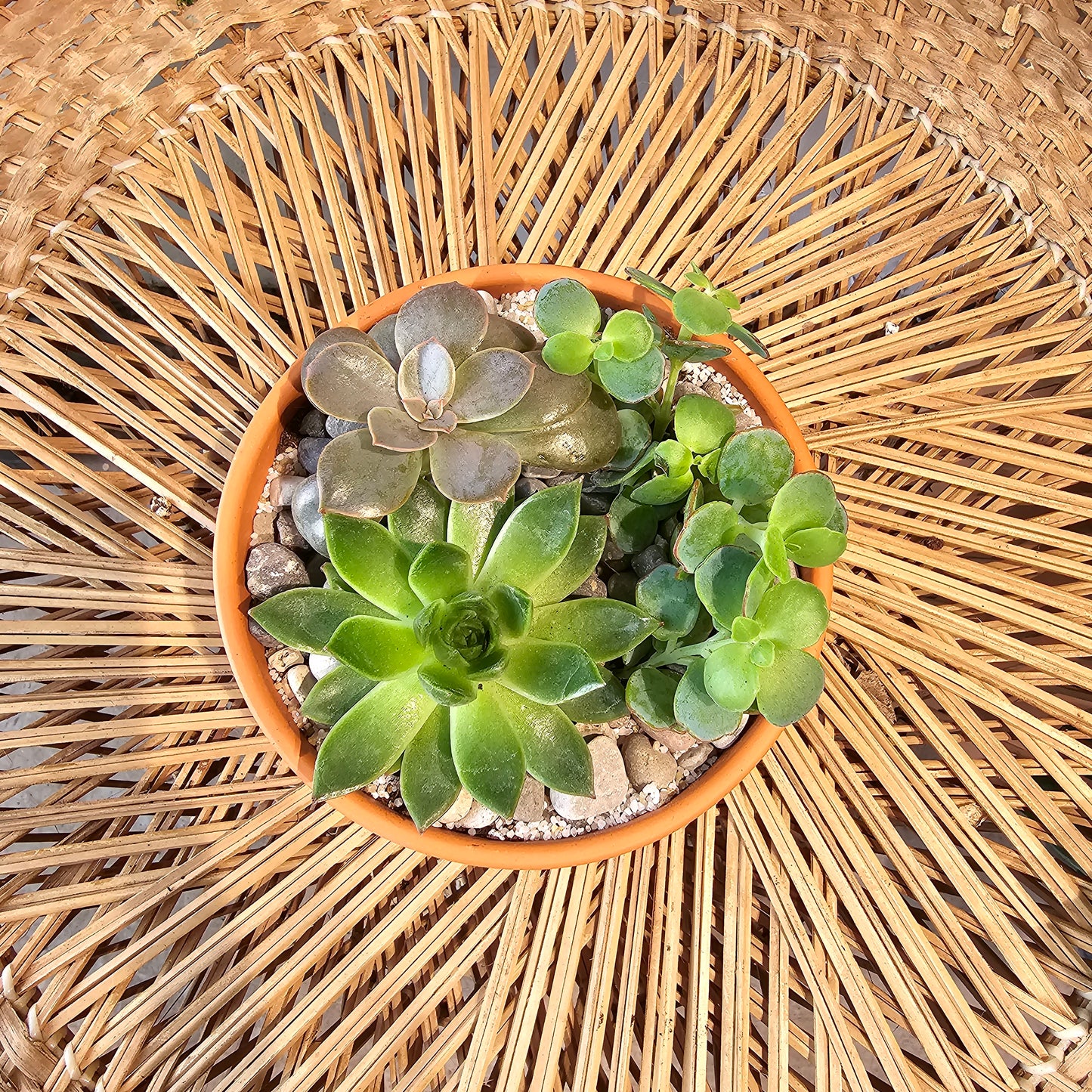 Succulent Garden: Assorted Succulents in a Terracotta Pot with Drainage - 5 inch