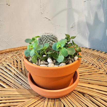 Succulent Garden: Assorted Succulents in a Terracotta Pot with Drainage - 5 inch