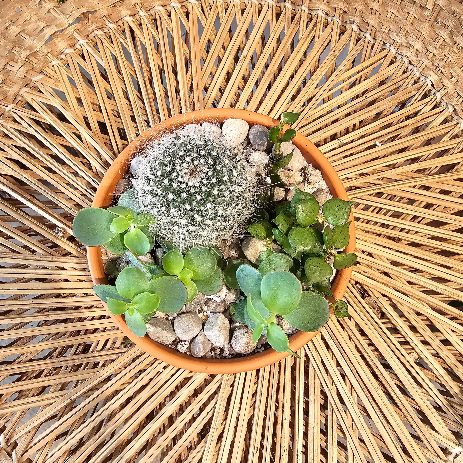 succulent delivery toronto Succulent Garden - 5" Pot