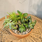 Succulent Garden: Assorted Succulents in a Terracotta Pot with Drainage - 6 inch
