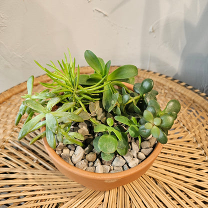 Succulent Garden: Assorted Succulents in a Terracotta Pot with Drainage - 6 inch