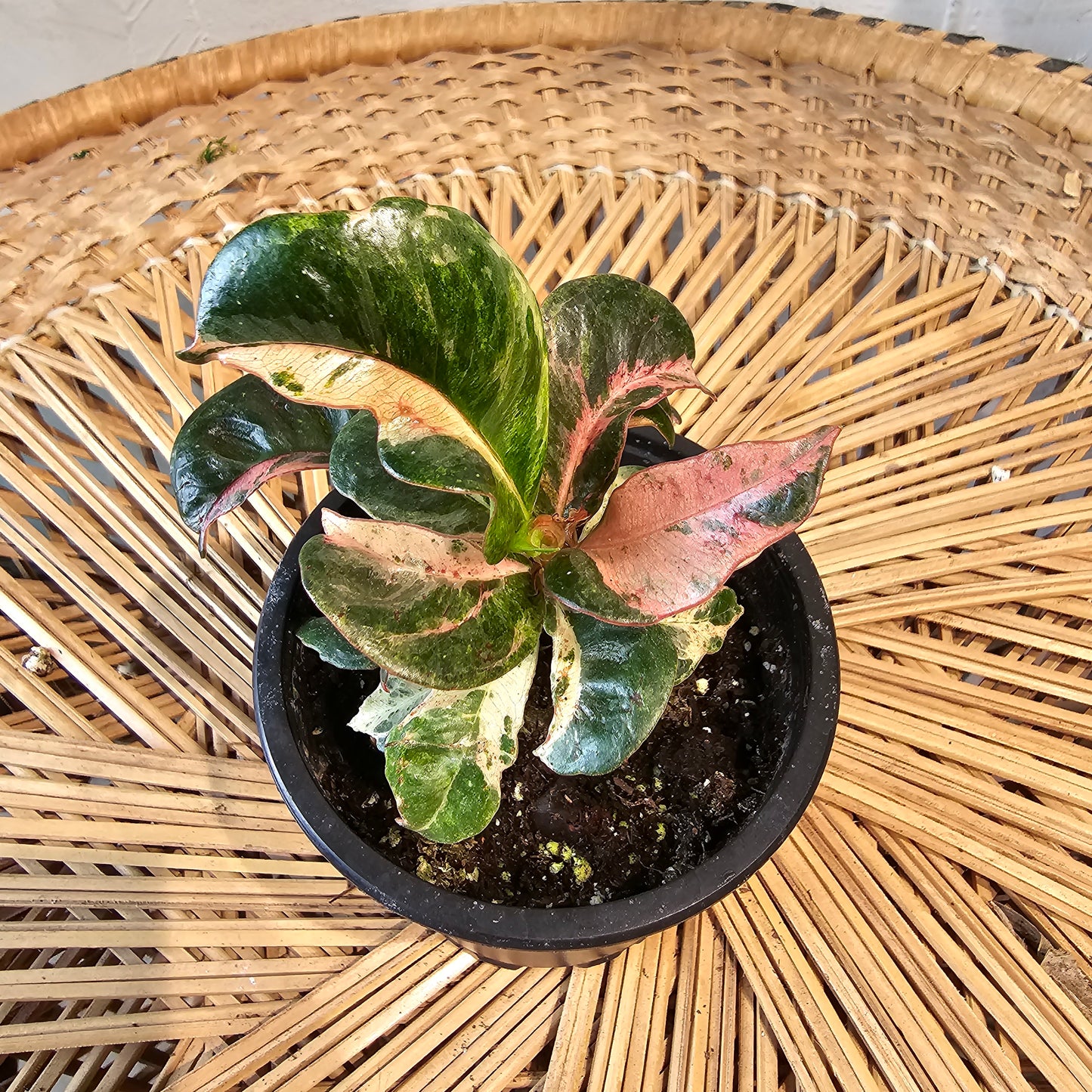 Moonshine Ficus (Ficus elastica) in a 4 inch pot. Indoor plant for sale by Promise Supply for delivery and pickup in Toronto