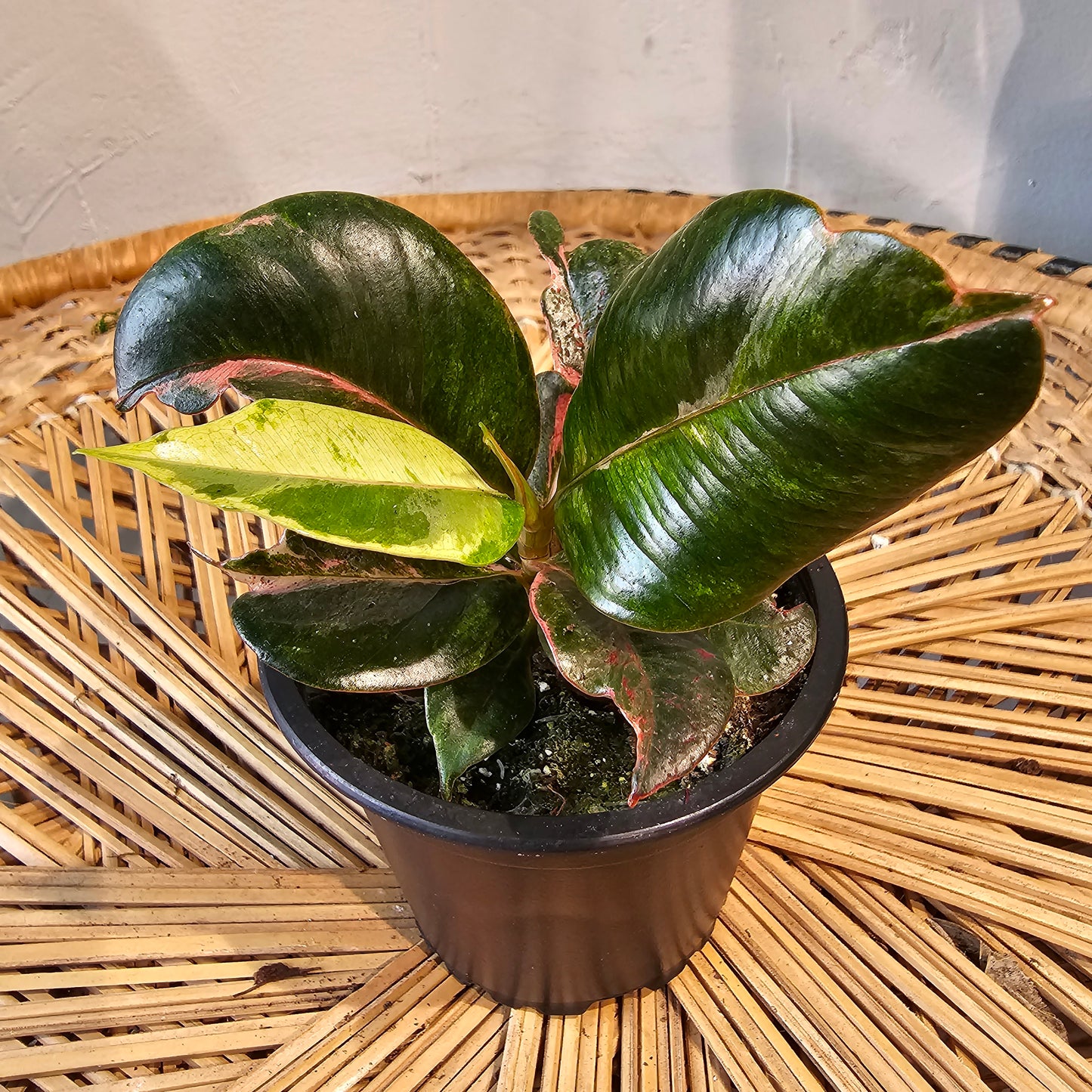 Moonshine Ficus (Ficus elastica 'shivereana') in a 4 inch pot. Indoor plant for sale by Promise Supply for delivery and pickup in Toronto