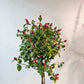 Mexican Shrimp Plant (Justicia brandegeeana) in a 10 inch pot. Indoor plant for sale by Promise Supply for delivery and pickup in Toronto