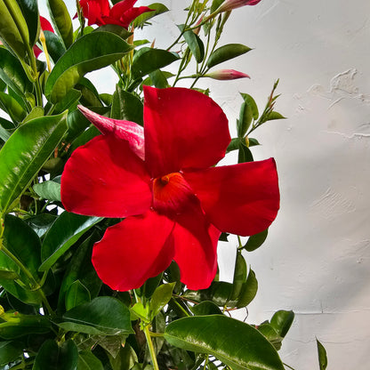 Mandevilla Tepee (Mandevilla) in a 10 inch pot. Indoor plant for sale by Promise Supply for delivery and pickup in Toronto