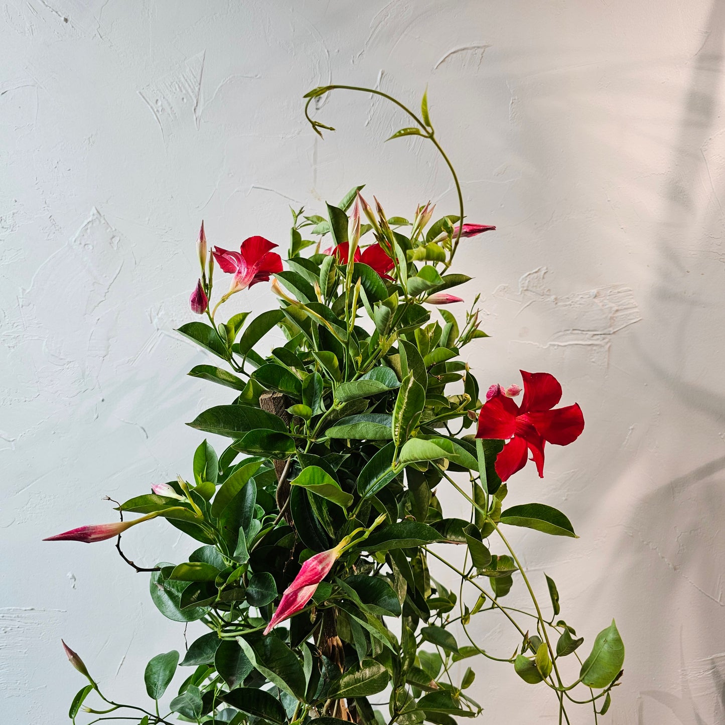 Mandevilla Tepee (Mandevilla) in a 10 inch pot. Indoor plant for sale by Promise Supply for delivery and pickup in Toronto