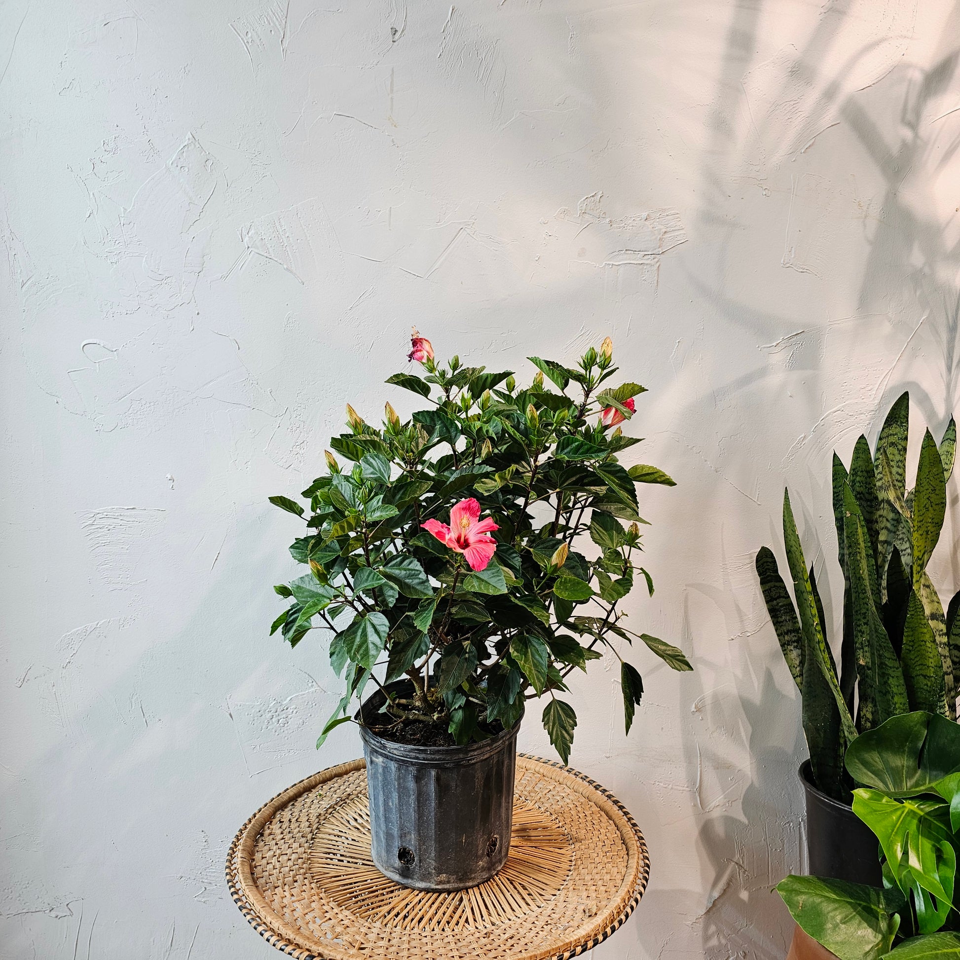 is hibiscus indoor plant Tropical Hibiscus Rosa-Sinensis - 10" Pot