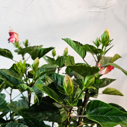 Hibiscus Bush: Hibiscus rosa-sinensis - 12 inch pot - 3-3.5 foot tall