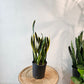 Snake Plant (Sansevieria trifasciata) in a 8 inch pot. Indoor plant for sale by Promise Supply for delivery and pickup in Toronto