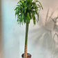Warneckii Dracaena, Variegated Dracaena (Dracaena fragrans) in a 12 inch pot. Indoor plant for sale by Promise Supply for delivery and pickup in Toronto