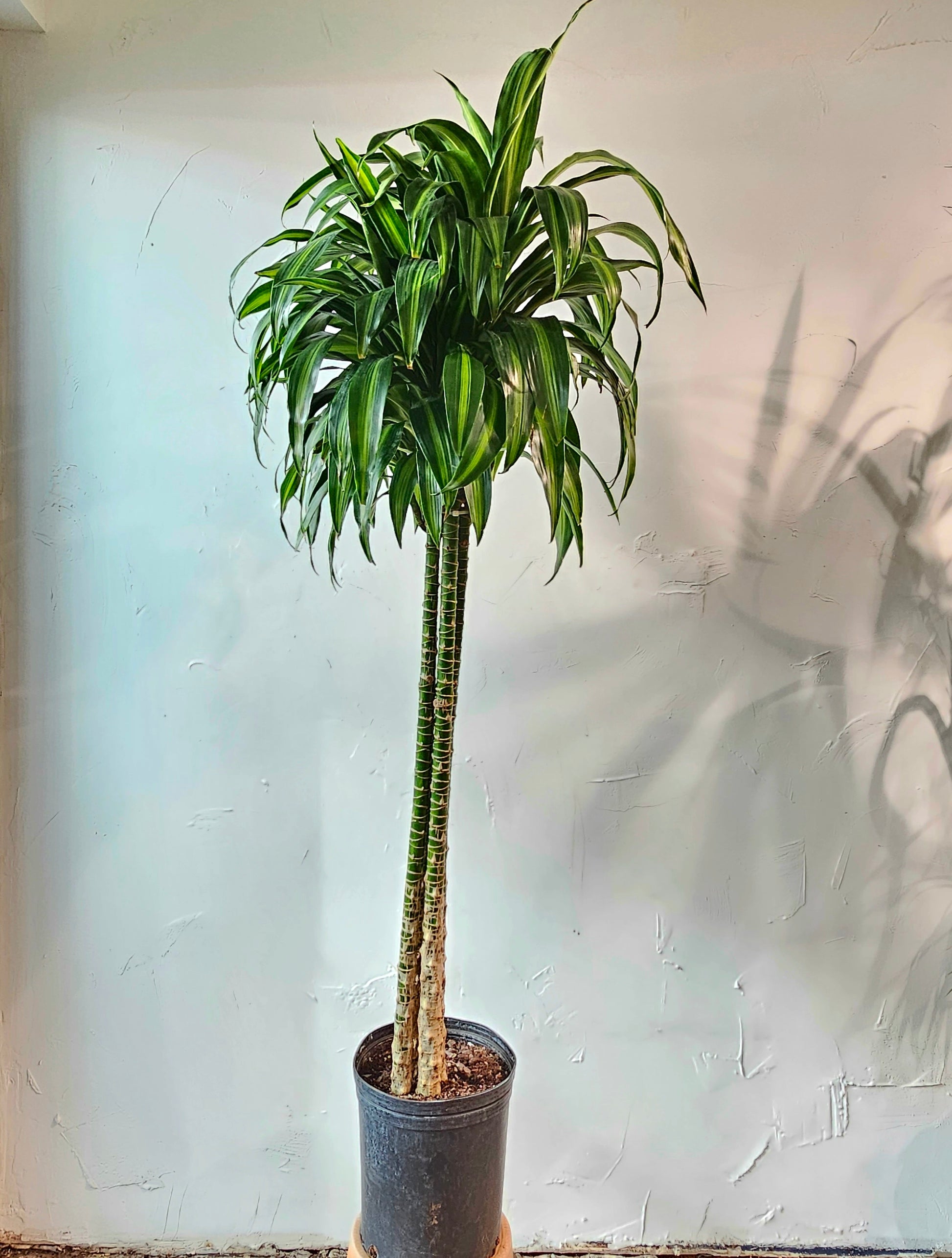 Warneckii Dracaena, Variegated Dracaena (Dracaena fragrans) in a 12 inch pot. Indoor plant for sale by Promise Supply for delivery and pickup in Toronto