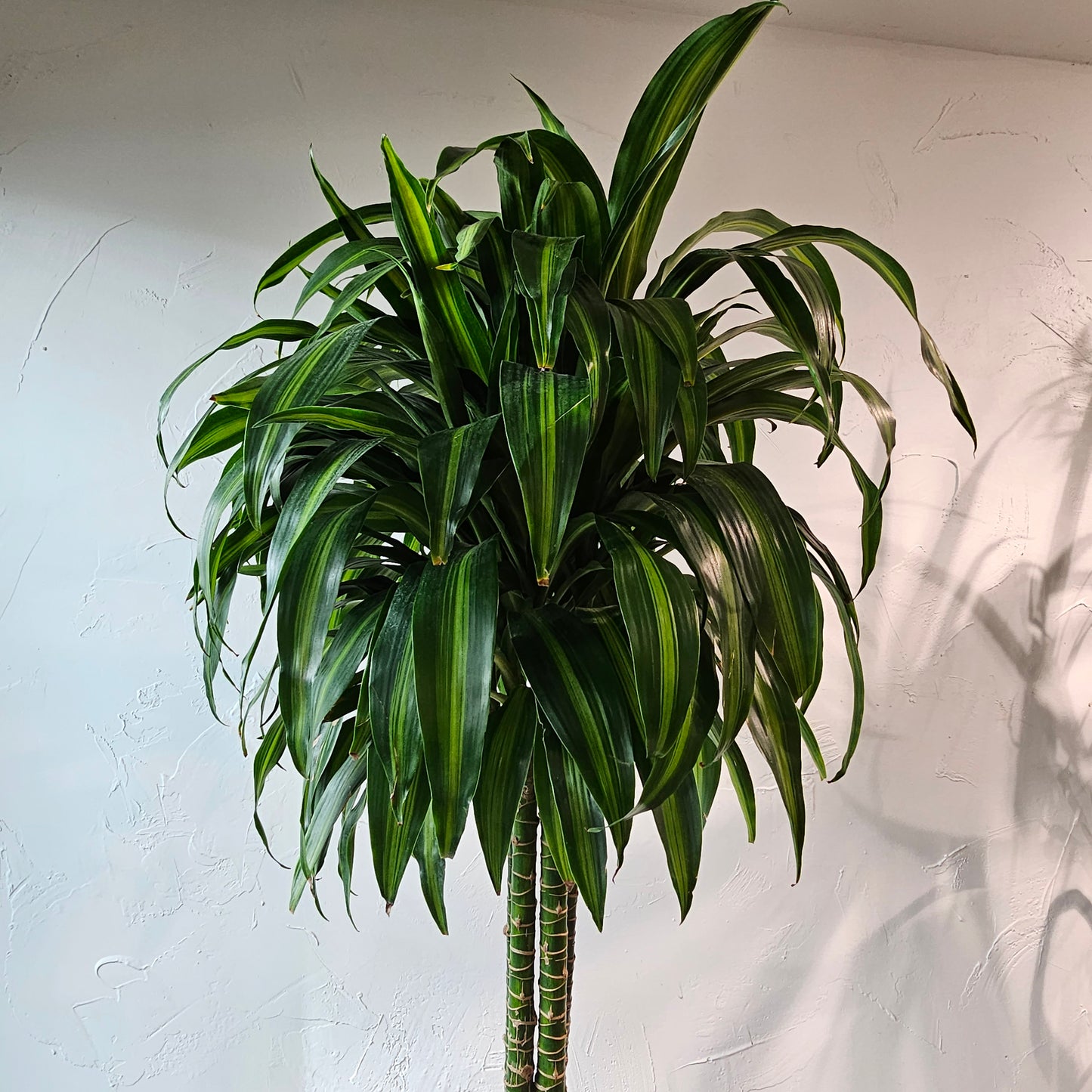 Hawaiian Sunshine Cane (Dracaena fragrans) in a 12 inch pot. Indoor plant for sale by Promise Supply for delivery and pickup in Toronto